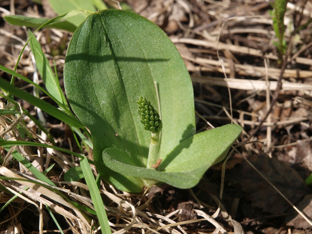 Image of Listera ovata specimen.