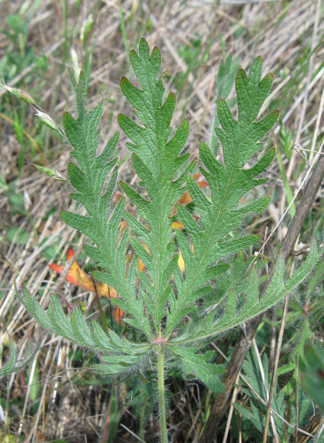 Image of Potentilla semilaciniosa specimen.