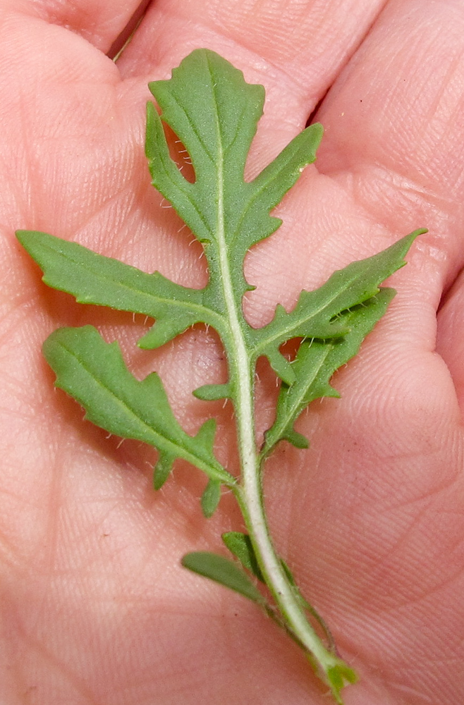 Image of Eruca sativa specimen.