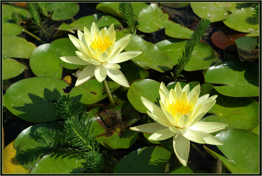 Image of genus Nymphaea specimen.