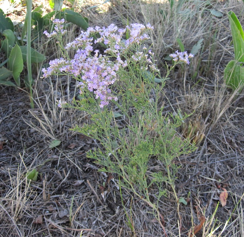 Image of Limonium coralloides specimen.