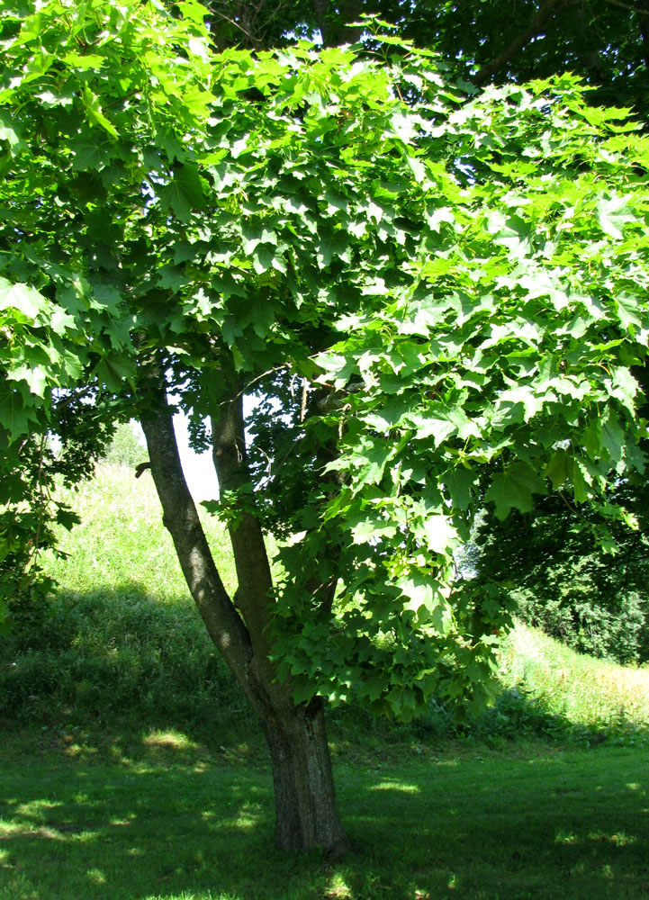 Image of Acer platanoides specimen.