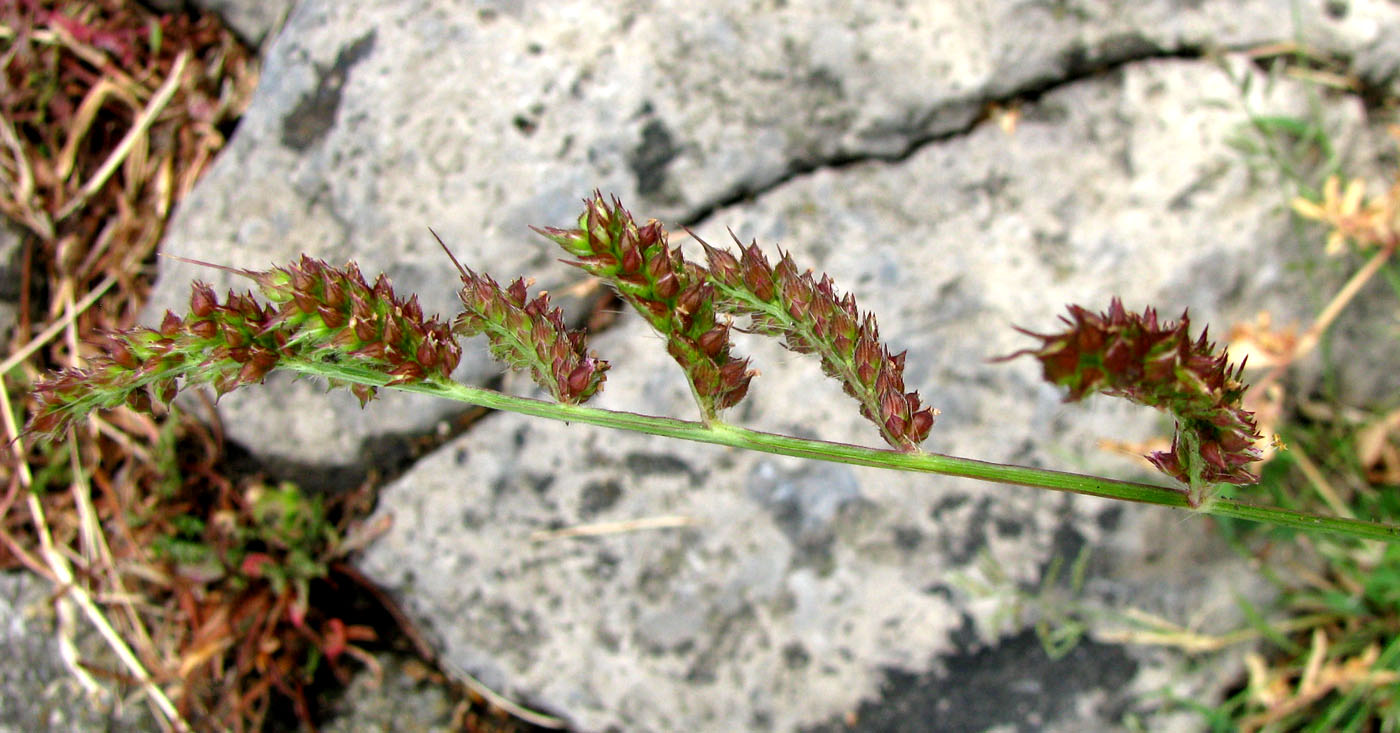 Image of Echinochloa crus-galli specimen.