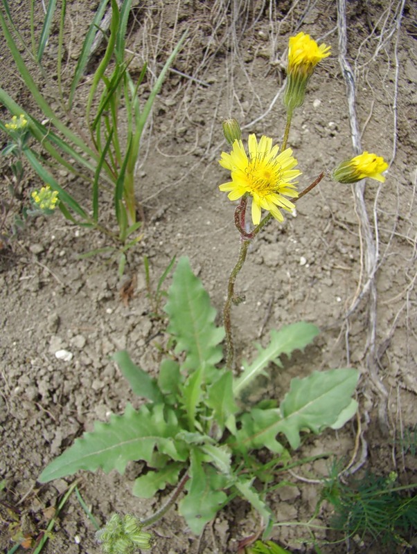 Image of Lagoseris sancta specimen.