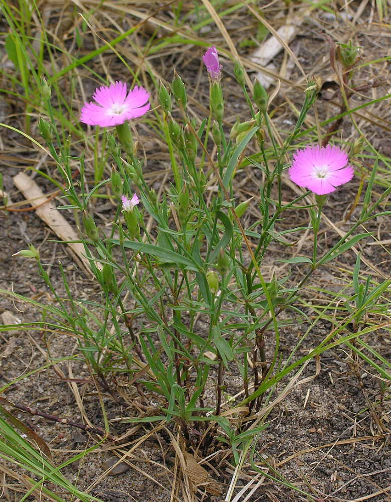 Image of Dianthus pratensis specimen.