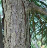 Sciadopitys verticillata. Часть ствола взрослого дерева. Германия, г. Krefeld, ботанический сад. 16.09.2012.
