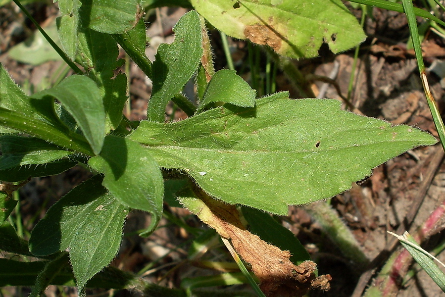 Image of Erigeron annuus specimen.