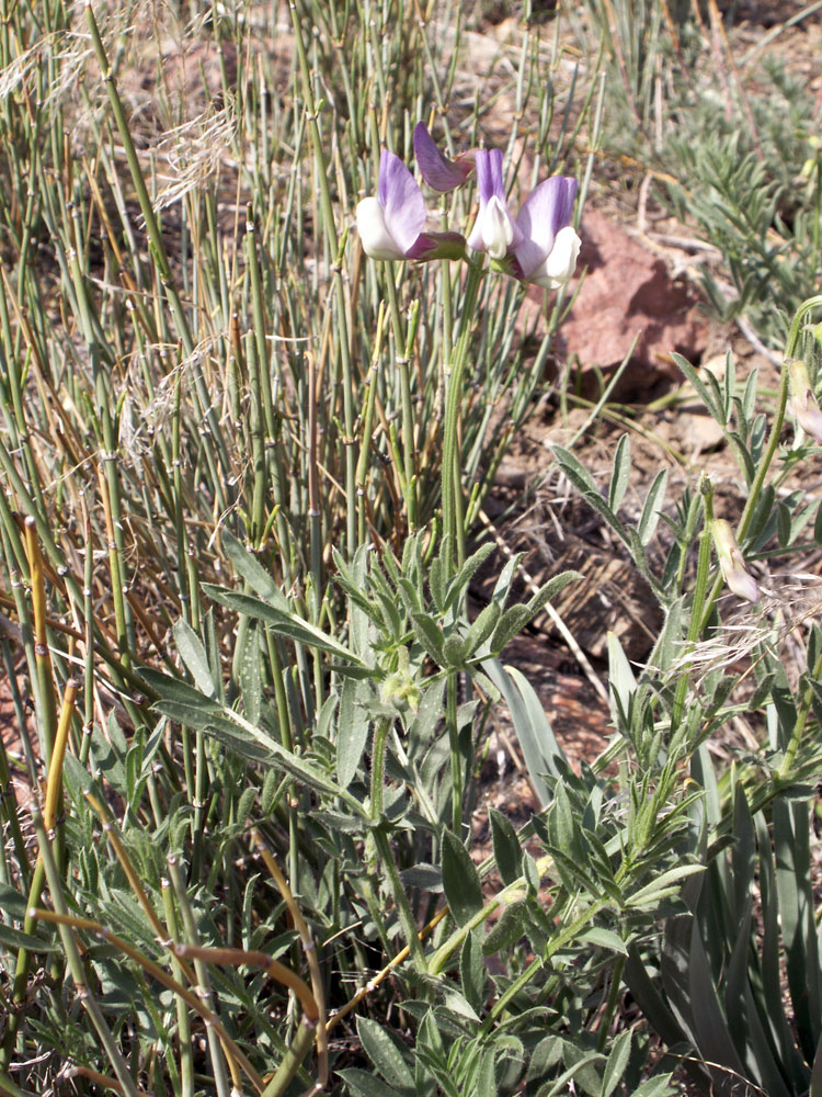 Image of Vicia subvillosa specimen.