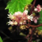 Cuscuta europaea