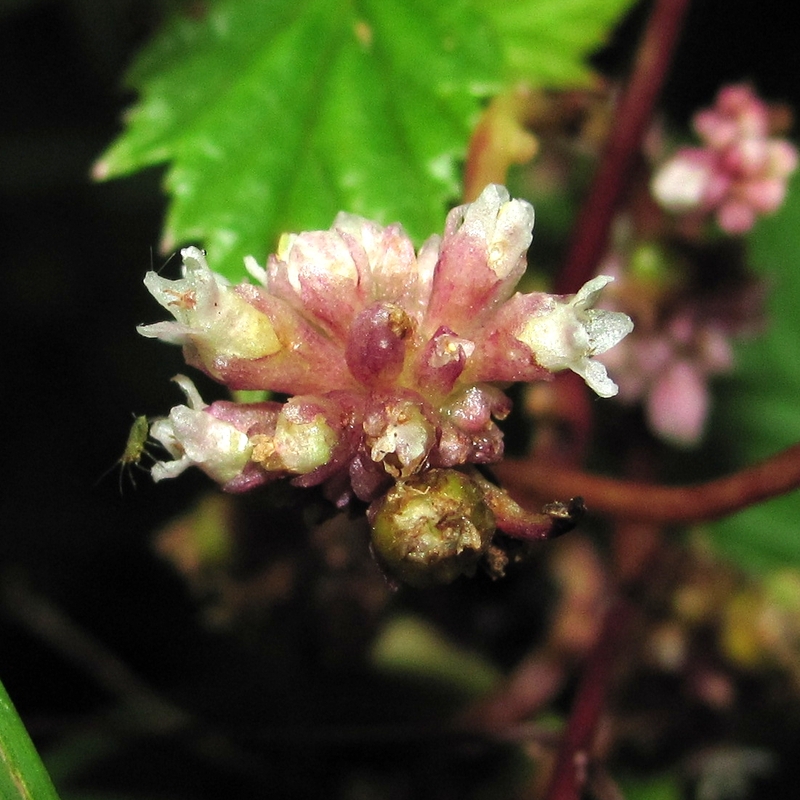 Изображение особи Cuscuta europaea.