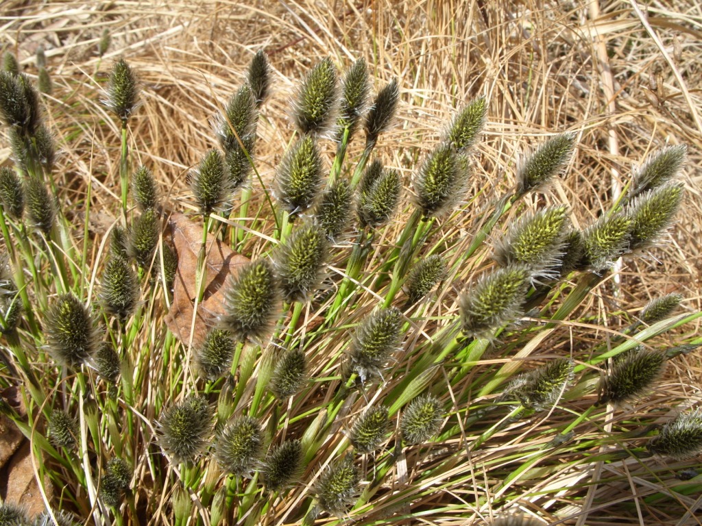 Image of Eriophorum vaginatum specimen.