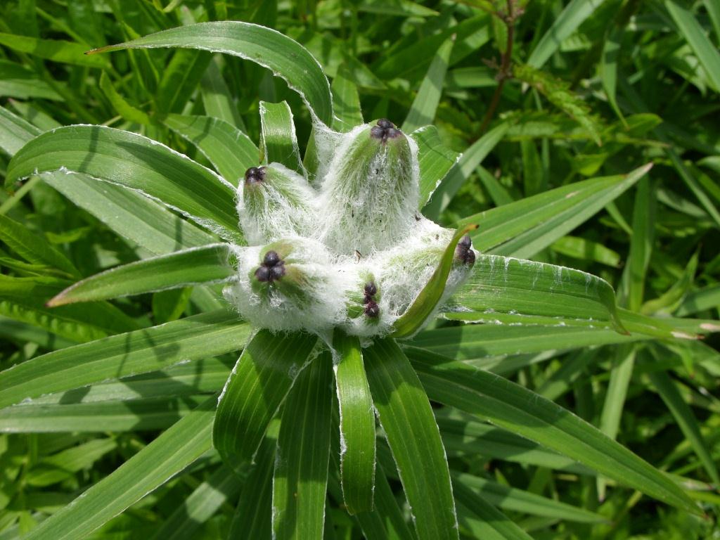 Image of Lilium pensylvanicum specimen.