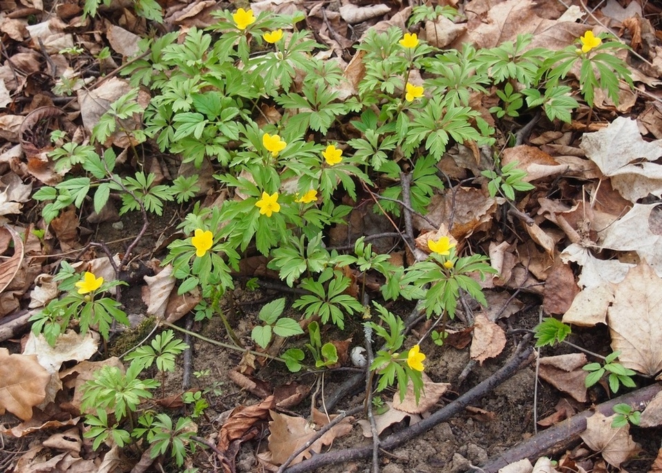 Image of Anemone ranunculoides specimen.