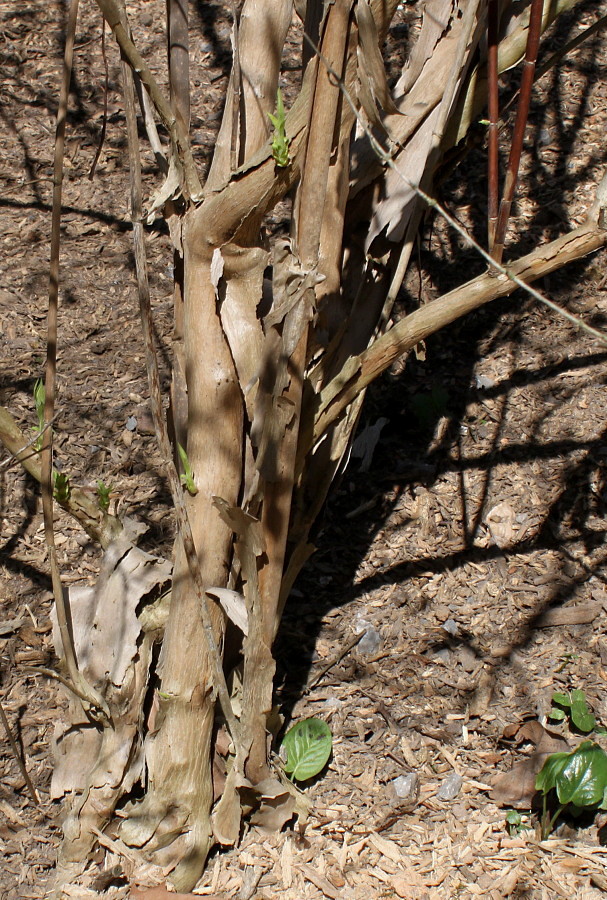 Image of Dipelta floribunda specimen.