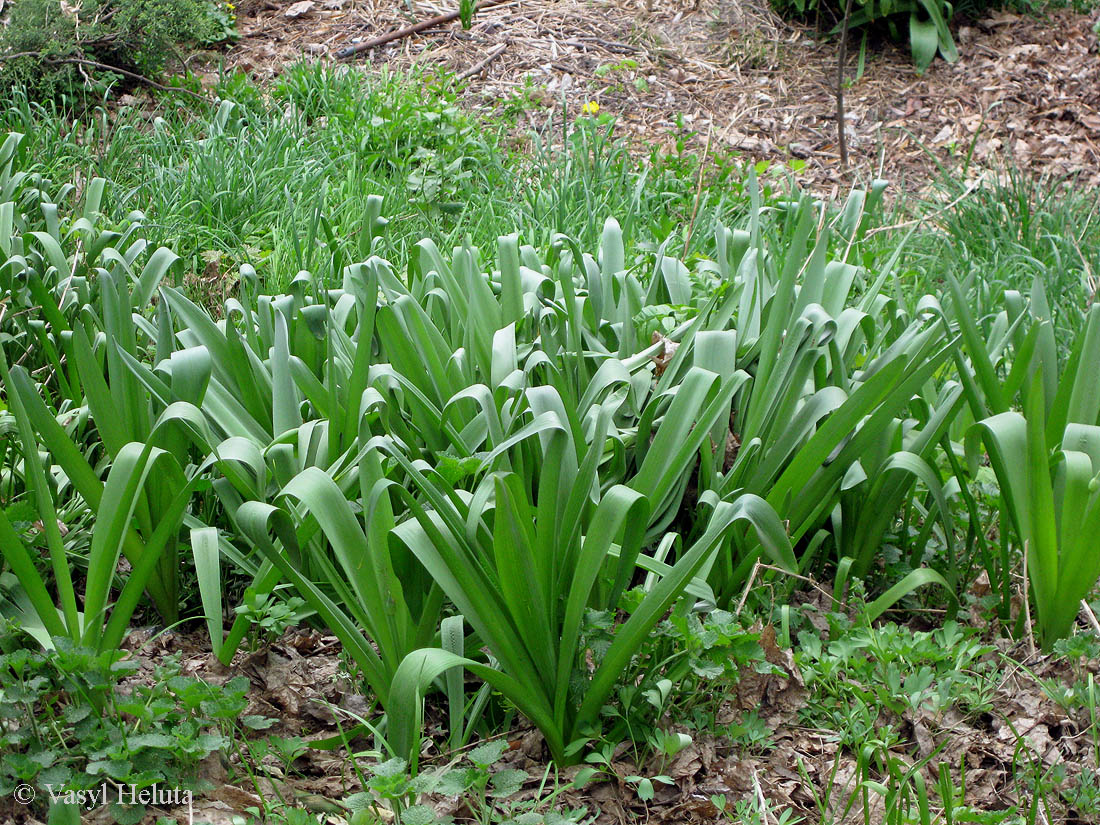 Image of genus Allium specimen.