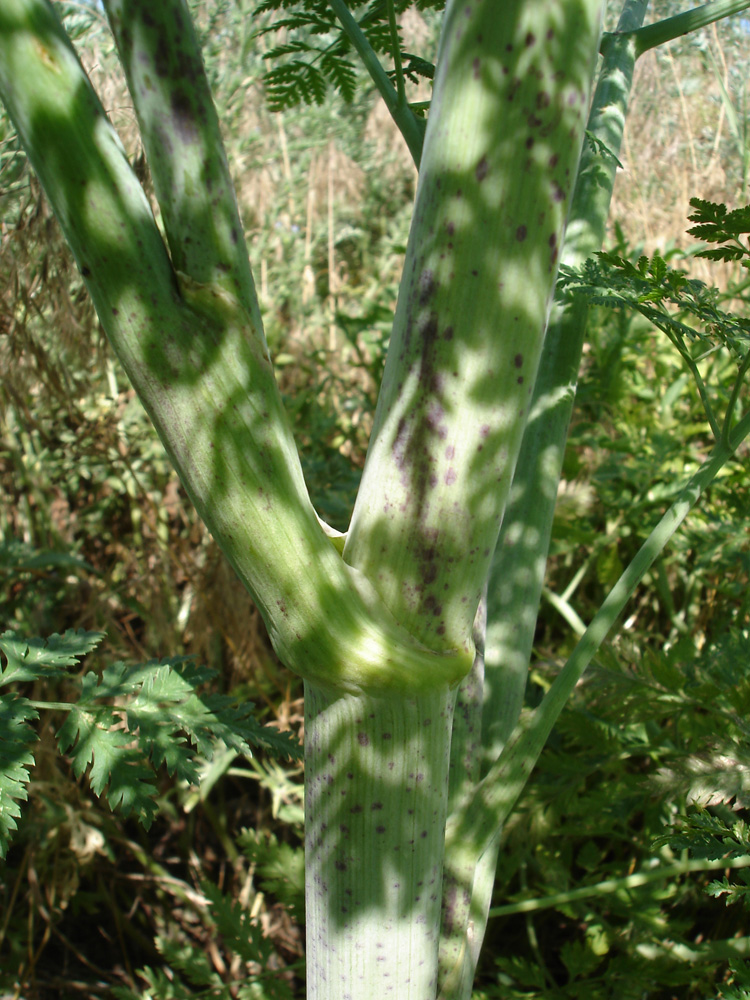 Image of Conium maculatum specimen.