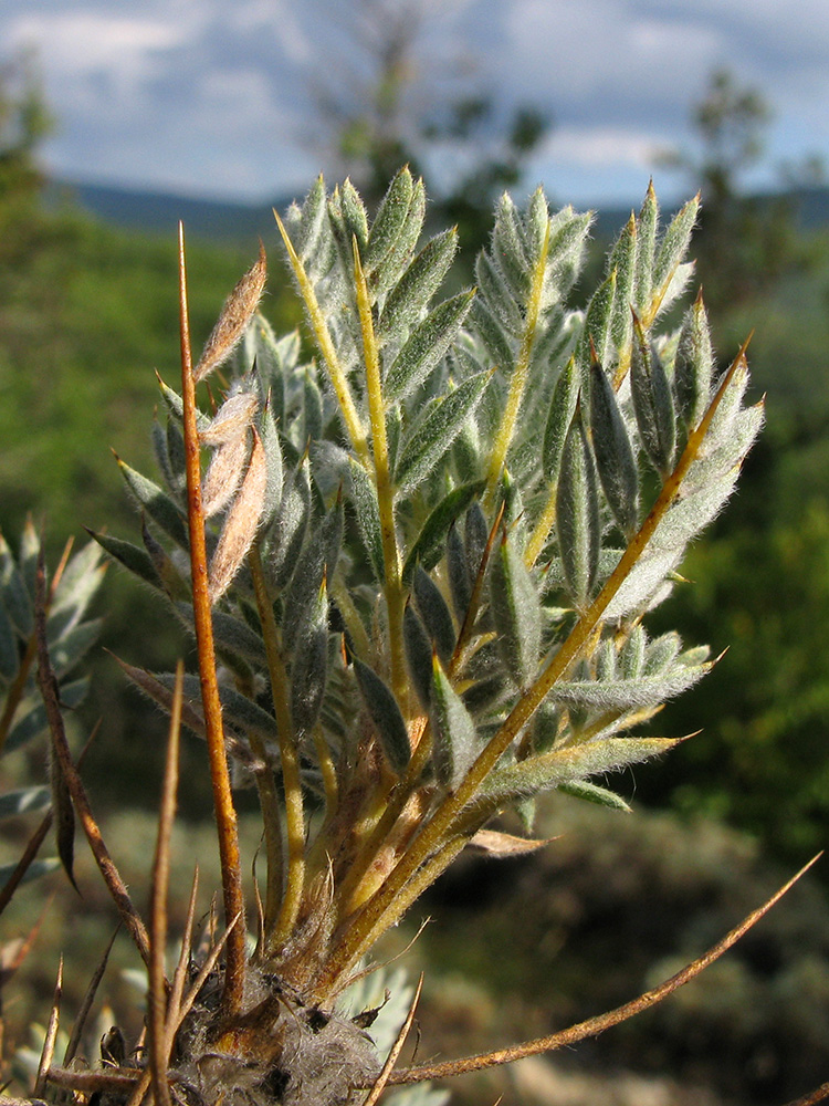 Изображение особи Astragalus arnacanthoides.