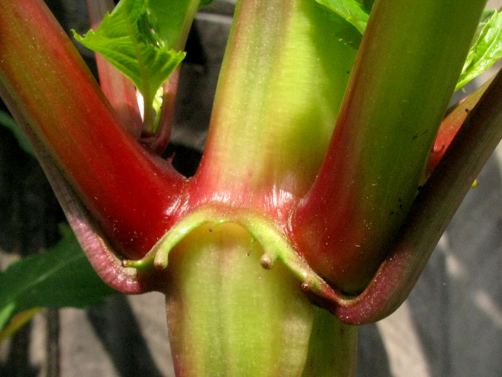 Image of Impatiens glandulifera specimen.