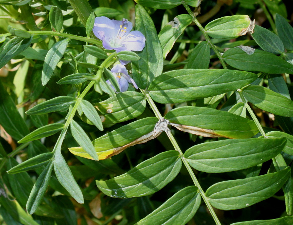 Image of Polemonium carneum specimen.