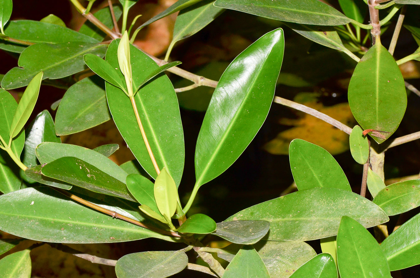 Image of genus Rhizophora specimen.