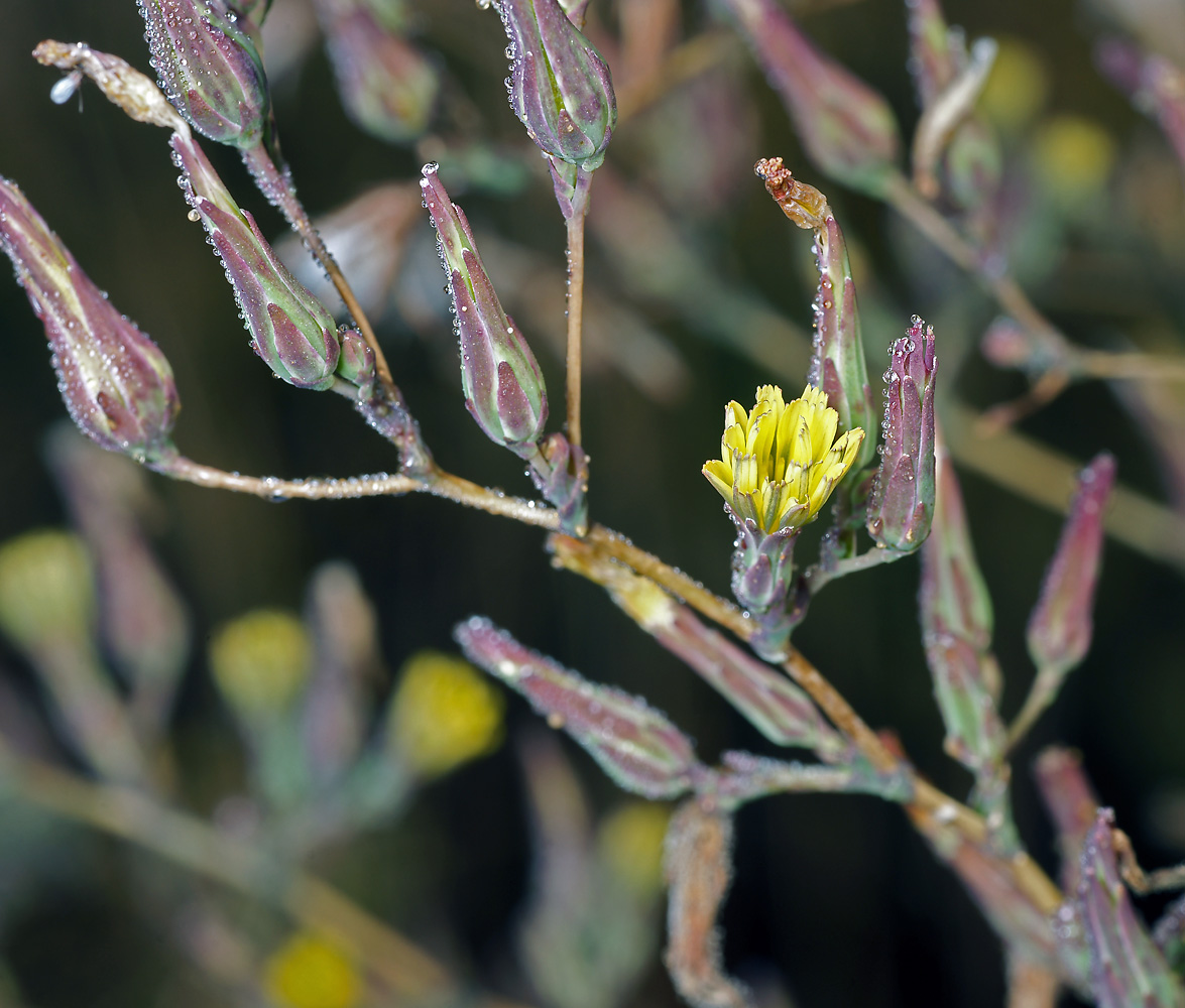 Image of Lactuca serriola specimen.