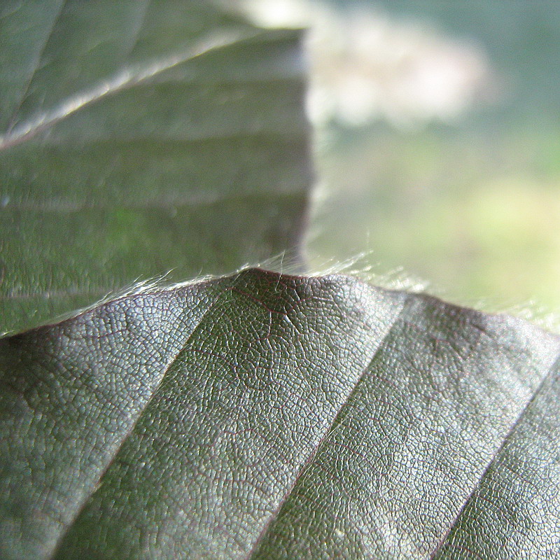 Изображение особи Fagus sylvatica.