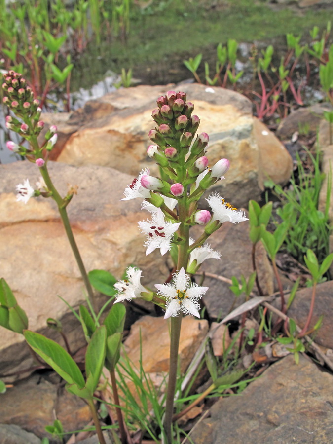 Image of Menyanthes trifoliata specimen.