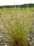 Artemisia laciniata