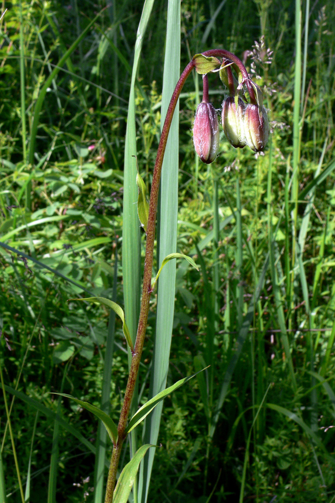 Image of Lilium pilosiusculum specimen.