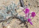 Oxytropis lanata. Цветущее растение. Байкал, о. Ольхон, песчаный берег. 29.07.2013.