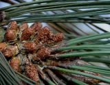 genus Pinus. Микростробилы и основания хвоинок. Германия, г. Дюссельдорф, Ботанический сад университета. 02.03.2014.