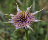 Tragopogon australis. Соцветие. Греция, окр. г. Салоники. 30.03.2014.