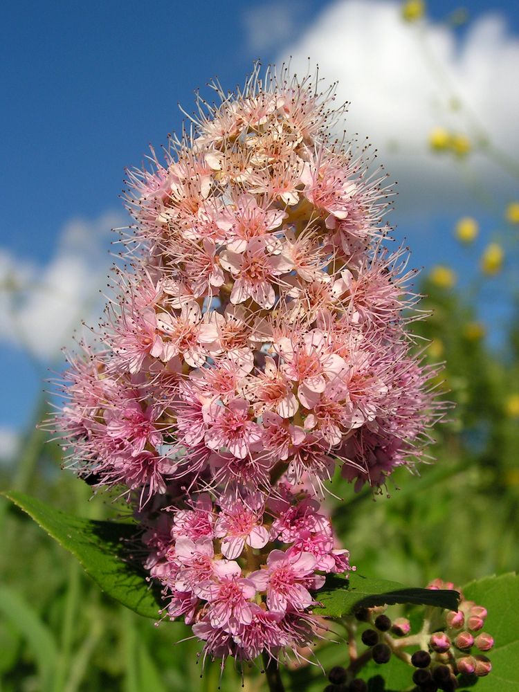 Изображение особи Spiraea salicifolia.