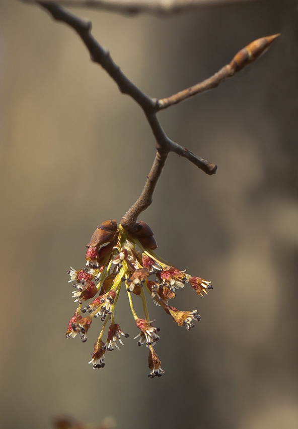 Изображение особи Ulmus laevis.