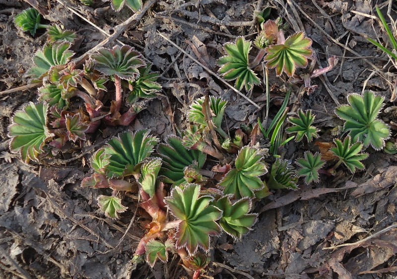 Изображение особи Alchemilla subcrenata.