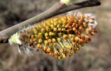 Salix cinerea