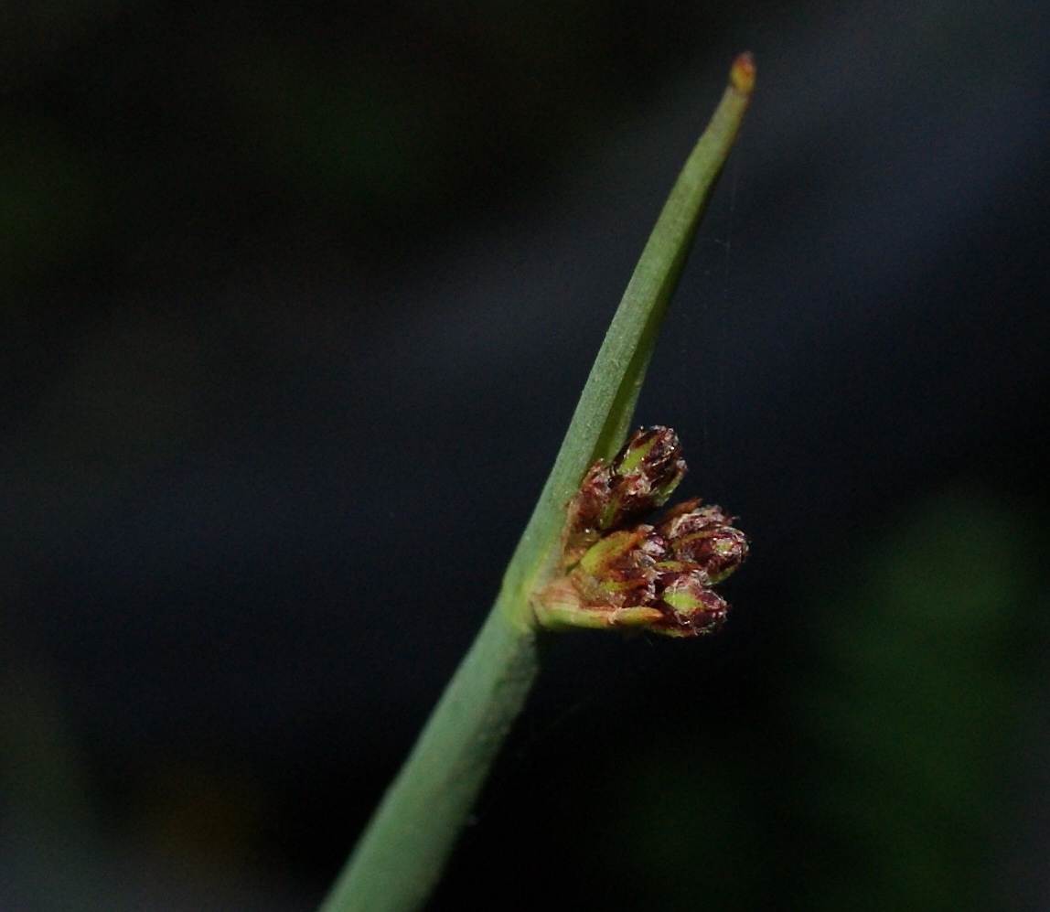 Image of Schoenoplectus tabernaemontani specimen.