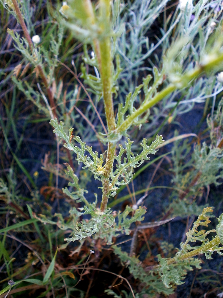 Изображение особи Senecio jacobaea.