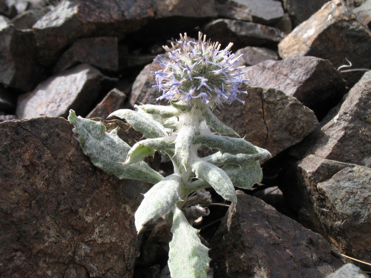 Image of Echinops nanus specimen.