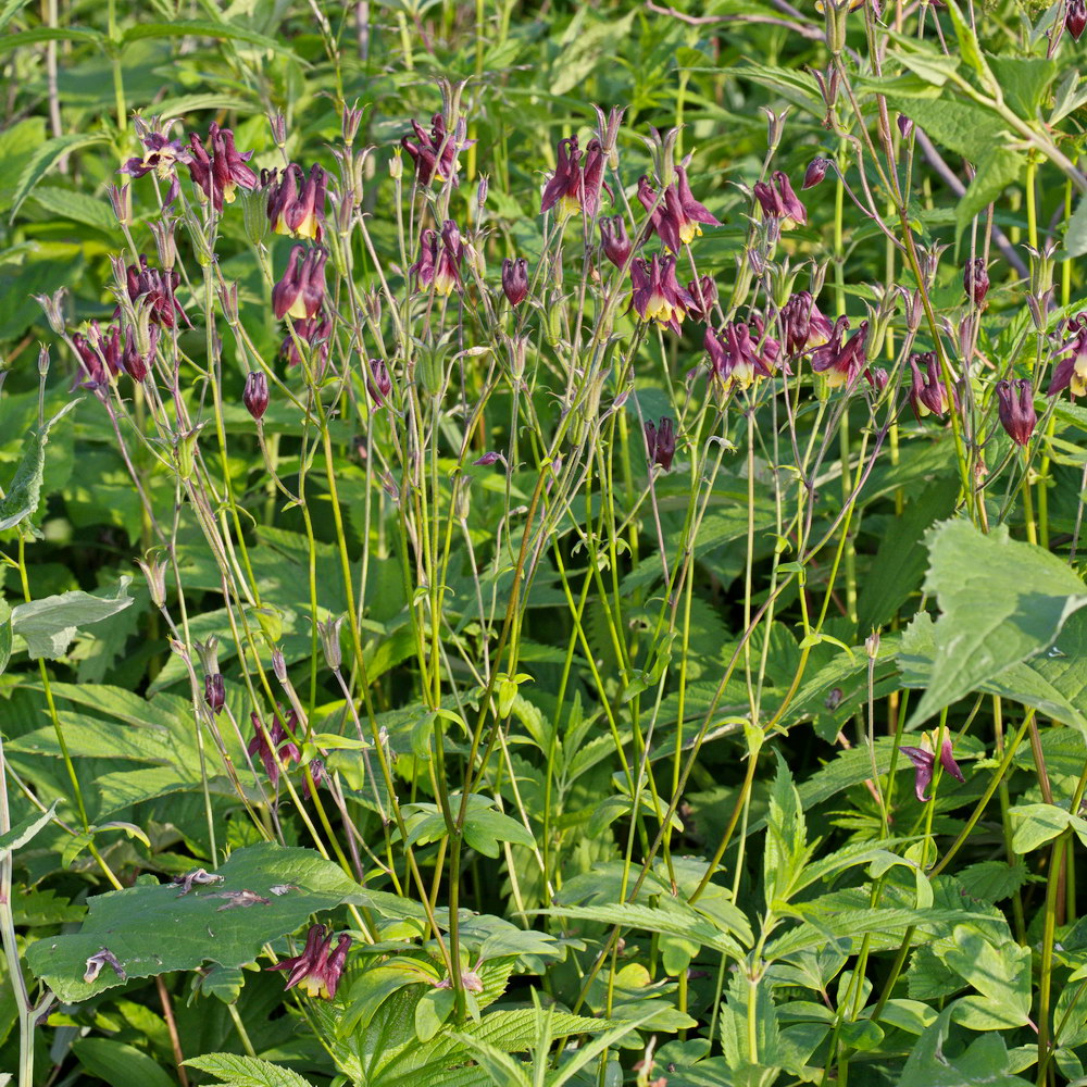 Image of Aquilegia oxysepala specimen.