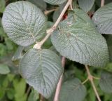 Viburnum lantana