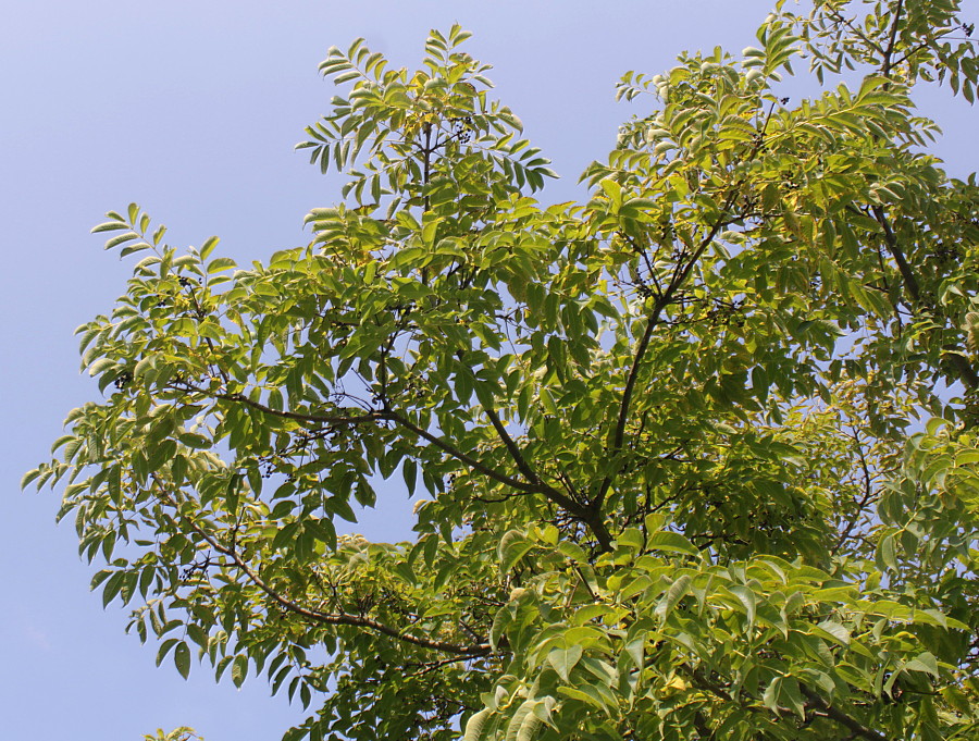 Image of Phellodendron japonicum specimen.