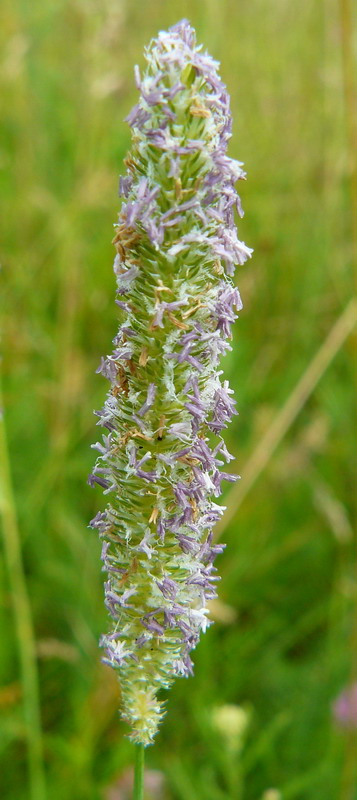 Изображение особи Phleum pratense.