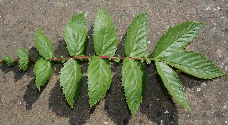 Image of Filipendula ulmaria ssp. denudata specimen.