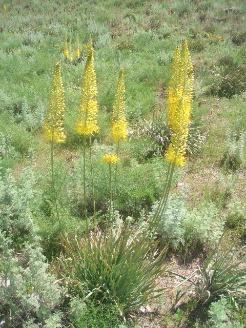 Image of Eremurus stenophyllus specimen.