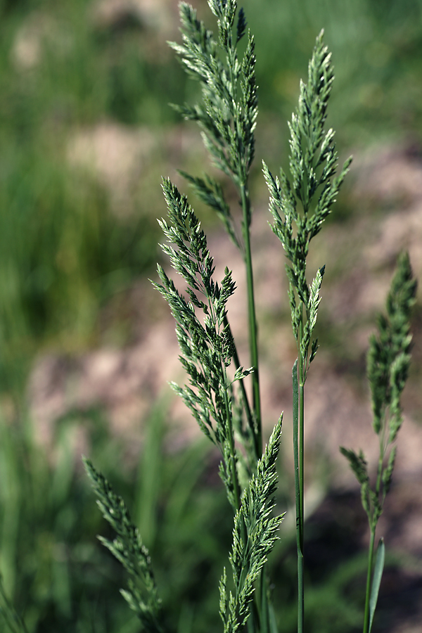 Image of Poa pratensis specimen.