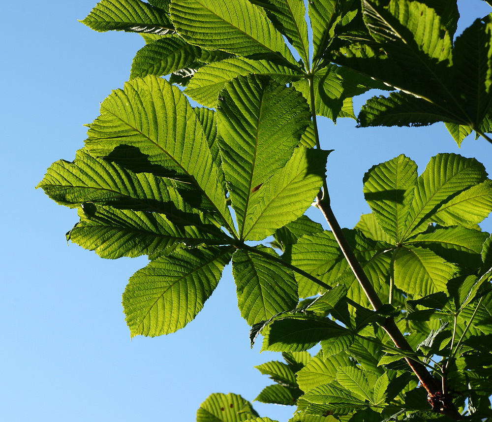 Image of Aesculus hippocastanum specimen.