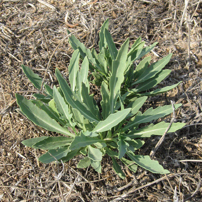 Image of Diplotaxis tenuifolia specimen.