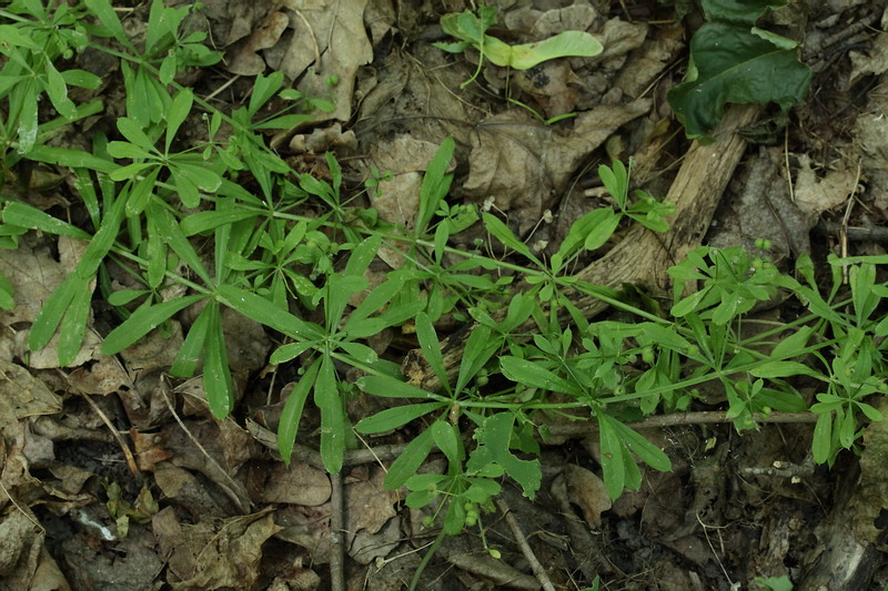 Изображение особи Galium aparine.