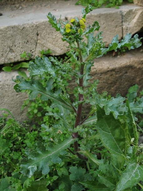 Изображение особи Senecio vulgaris.